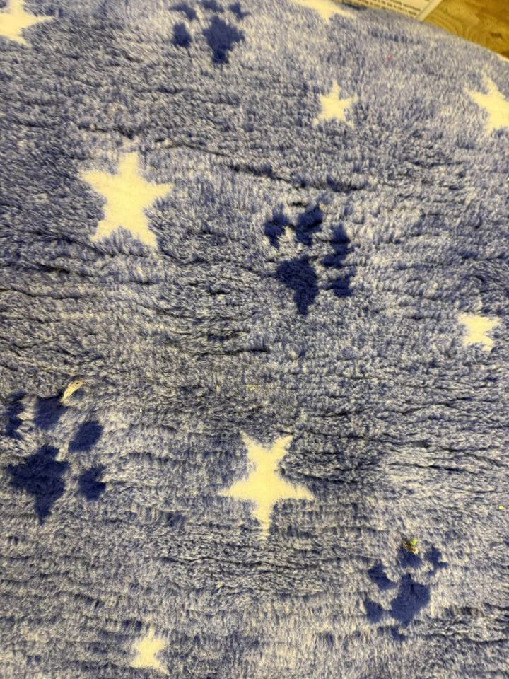 blue stars  vet Bedding 1mt x 1.5 Mtr